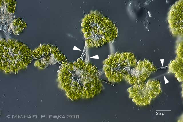 Leben im Teich die TraubenGrünalge (Botryococcus braunii